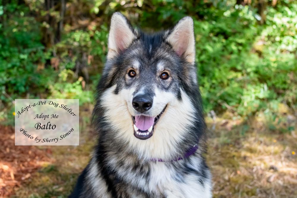 BALTO, adopted, Young Male Husky.