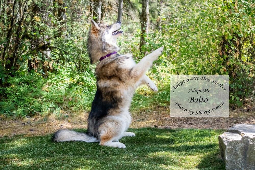 BALTO, an adopted mixed breed in Shelton, WA image 4/6