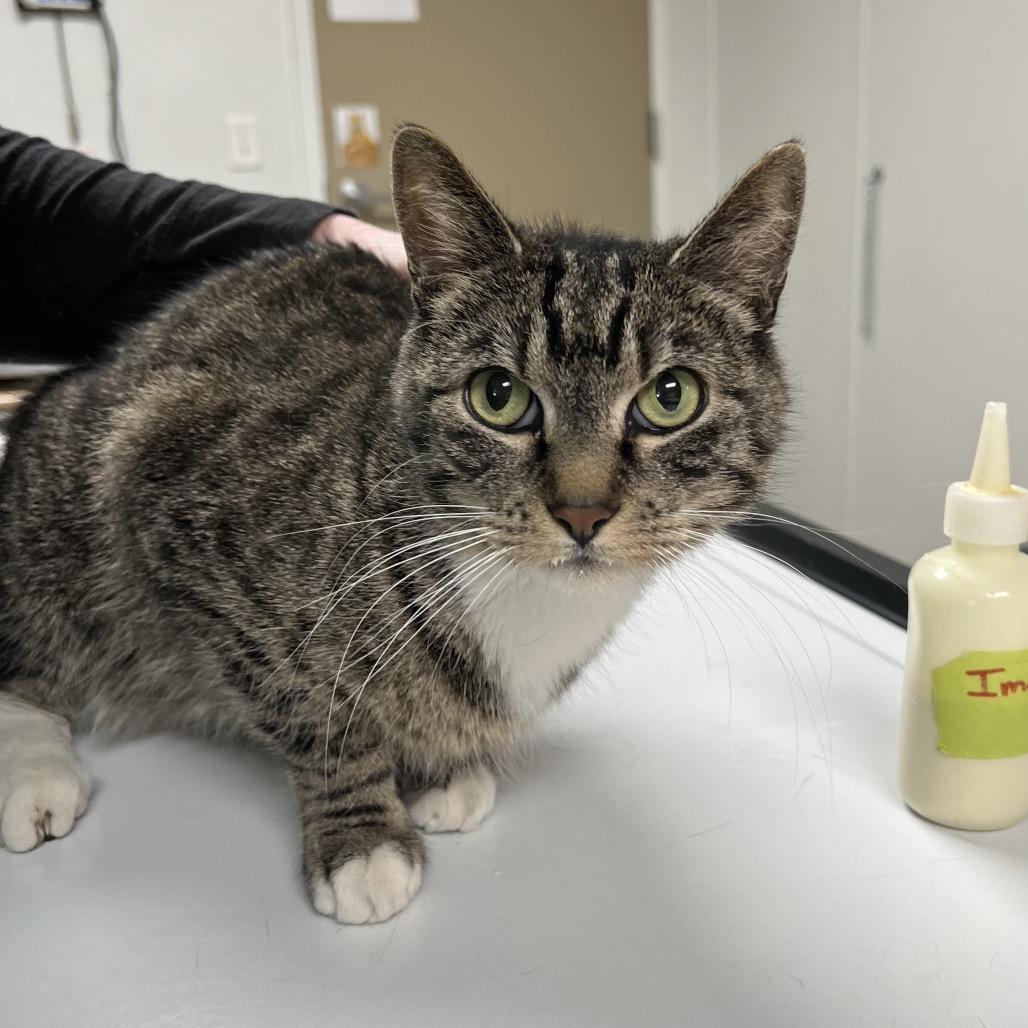 Mary Kate, Adoptable, Adult Female Domestic Short Hair.