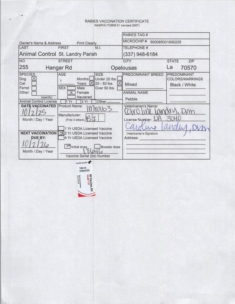 Enlarge Pebble, a Adoptable mixed breed in Opelousas, LA image 1/2