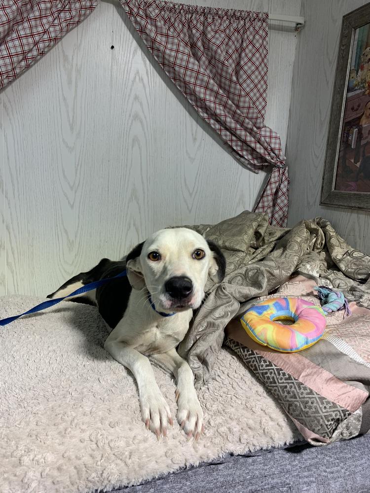 Enlarge Pebble, a Adoptable mixed breed in Opelousas, LA image 2/2