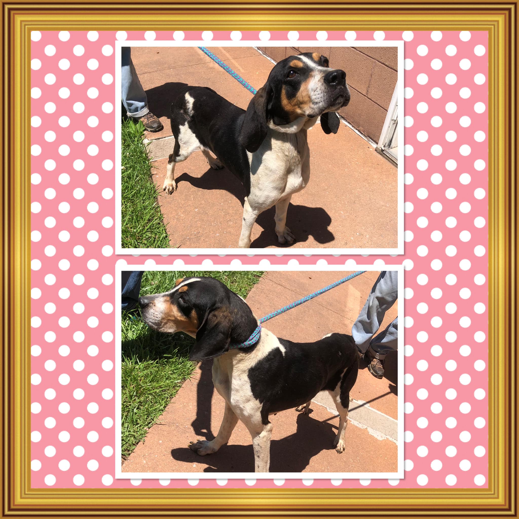 Dog for adoption LILLY, a Treeing Walker Coonhound in Buckhannon, WV Petfinder