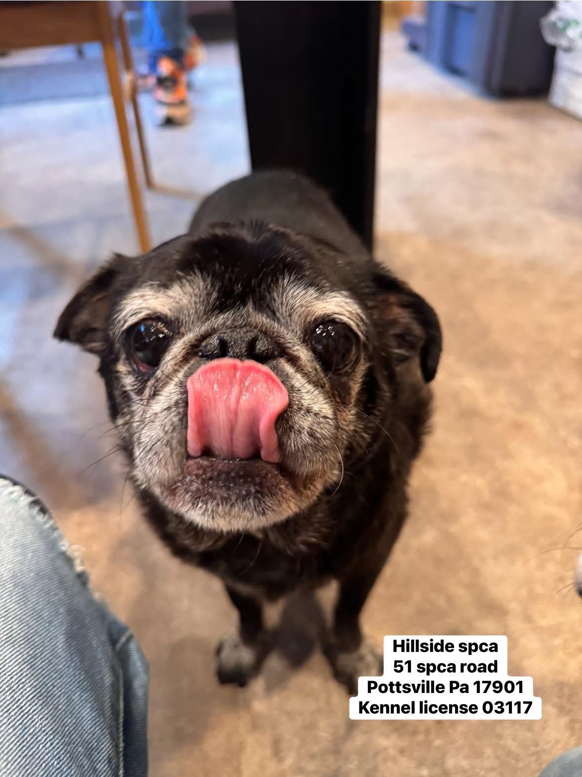 Delilah, adopted, Senior Female Pug.