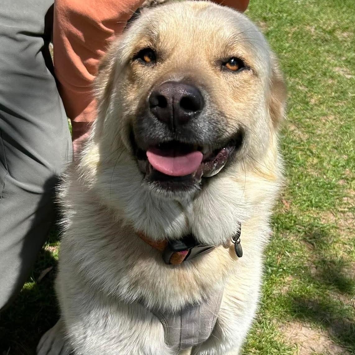 Enlarge Roxy, an adopted mixed breed in Traverse City, MI image 1/1