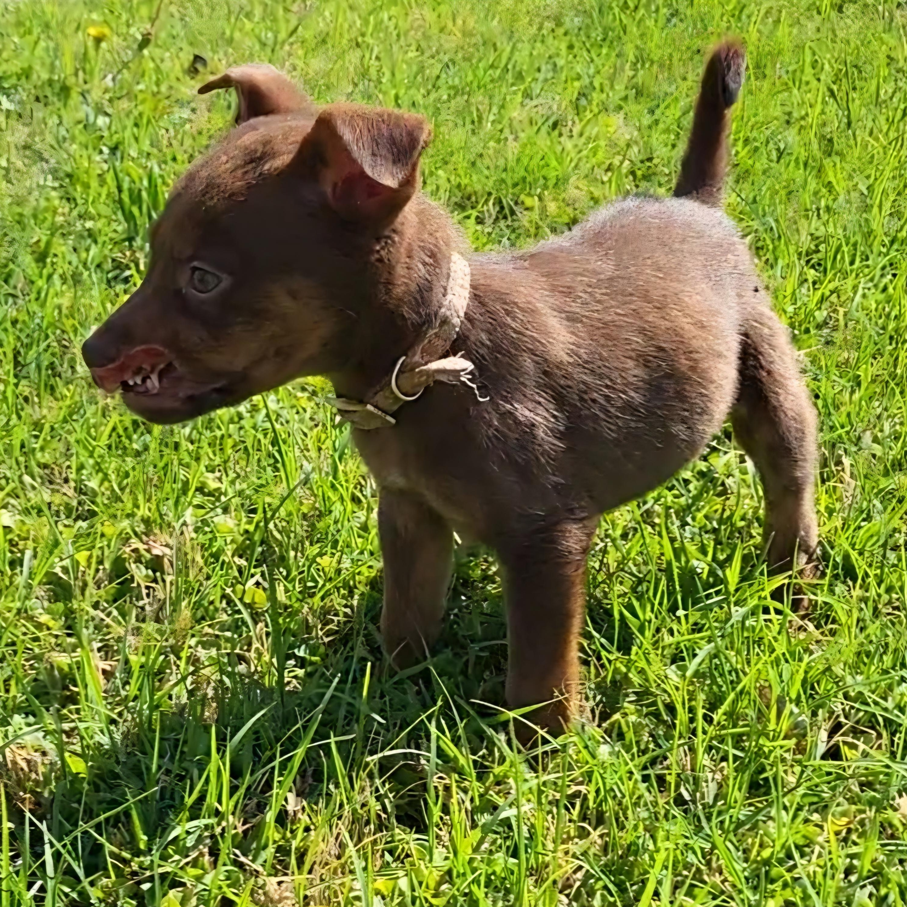 Enlarge Chief, a ADOPTABLE mixed breed in Rockdale, TX image 4/4