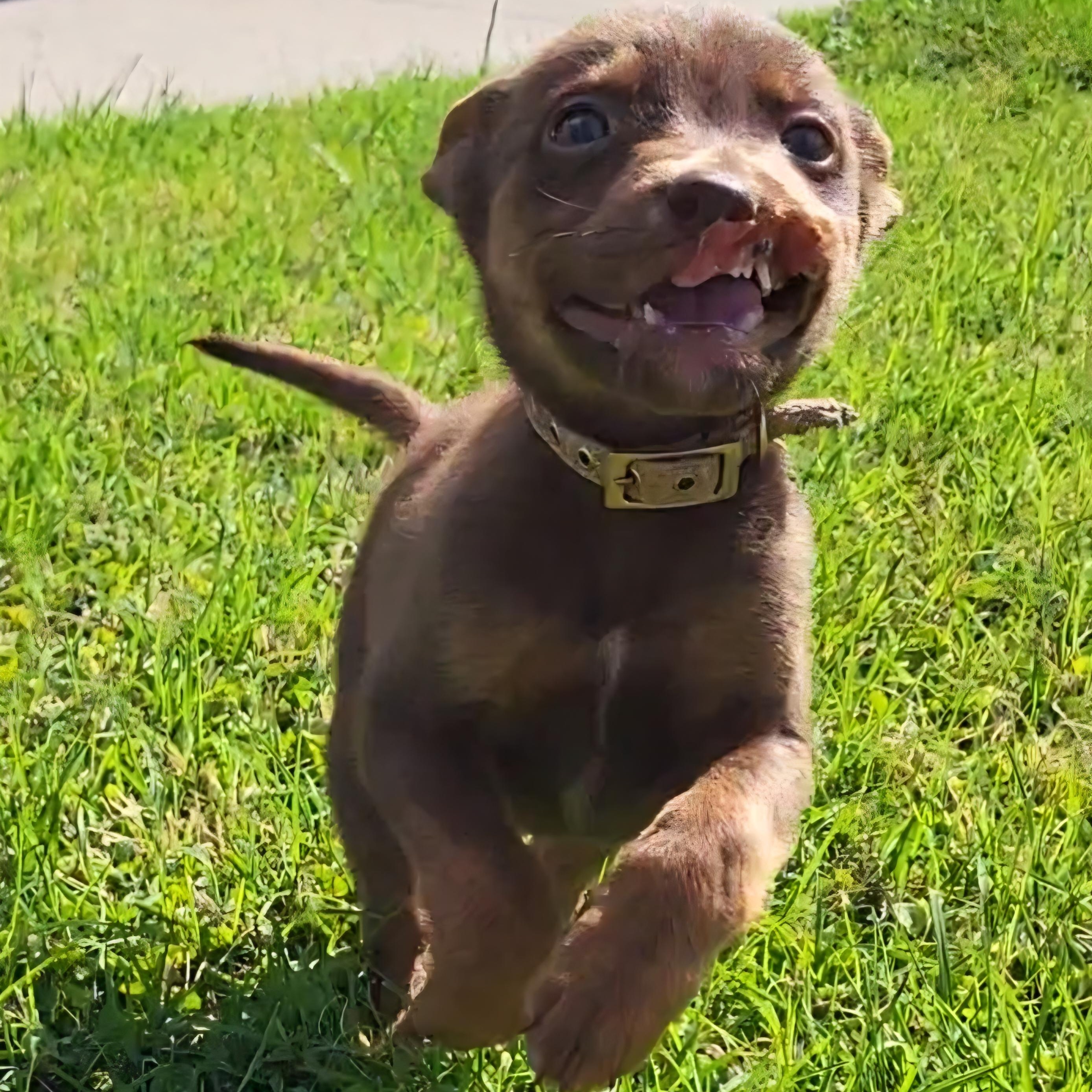Enlarge Chief, a ADOPTABLE mixed breed in Rockdale, TX image 3/4