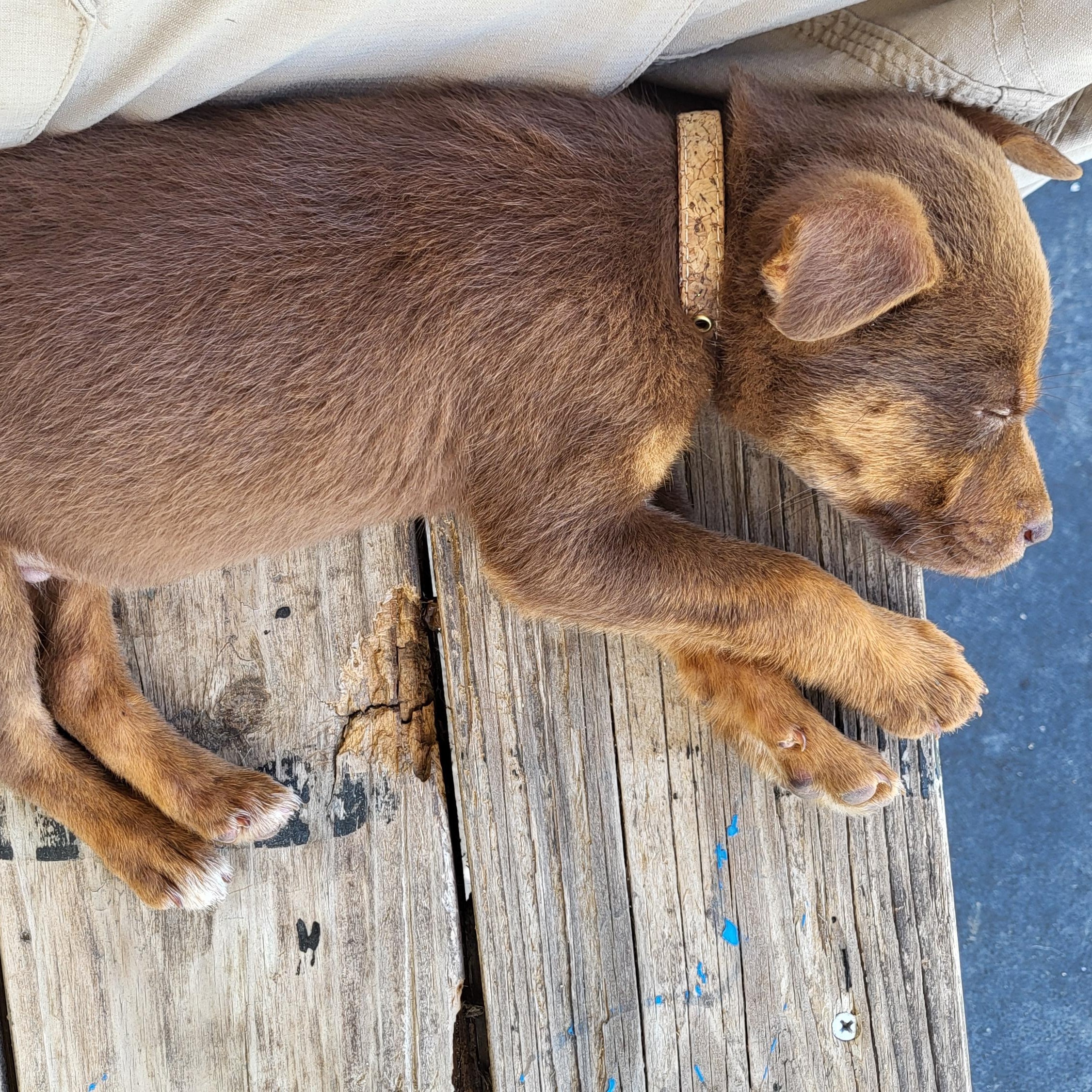 Enlarge Chief, a ADOPTABLE mixed breed in Rockdale, TX image 2/4