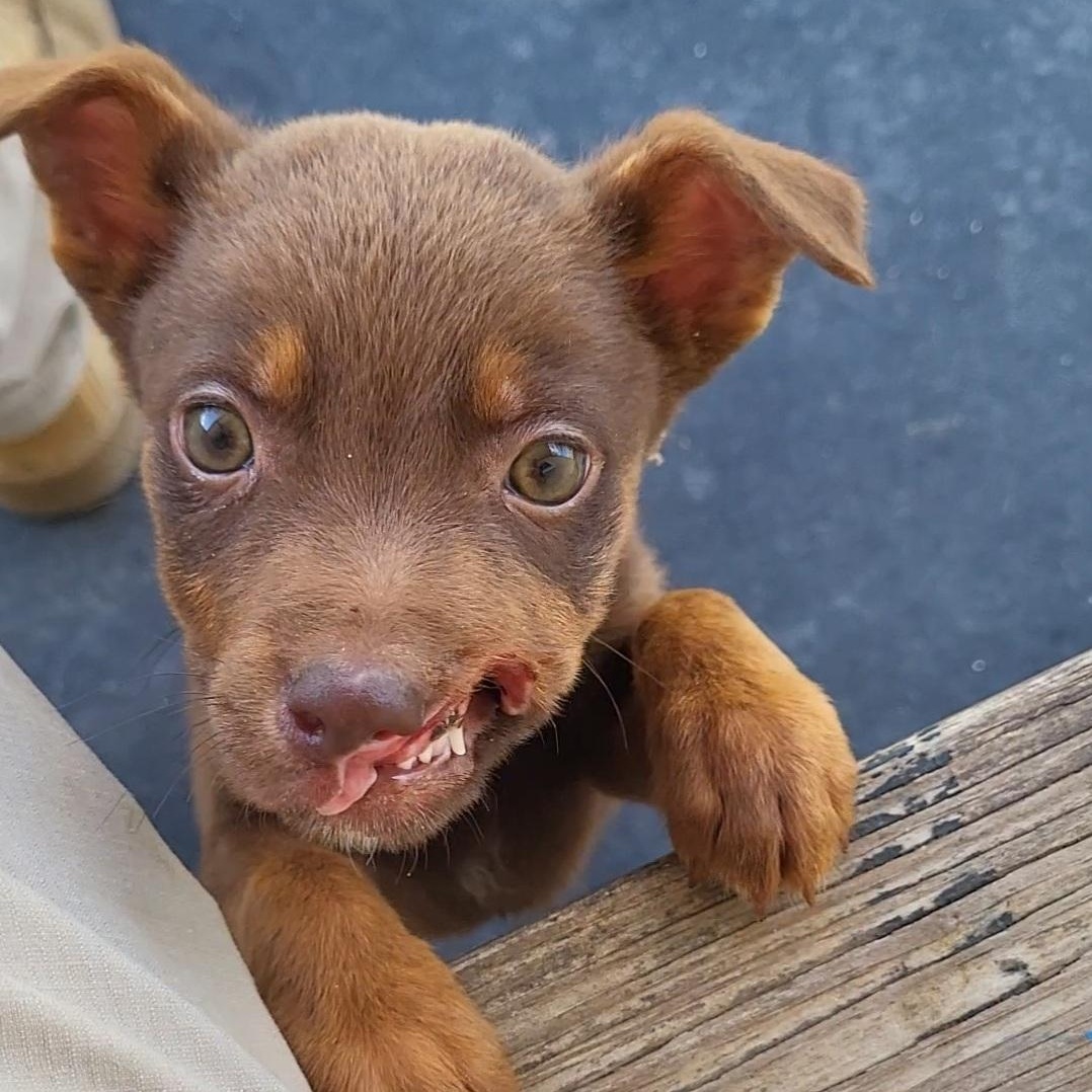 Enlarge Chief, a ADOPTABLE mixed breed in Rockdale, TX image 1/4