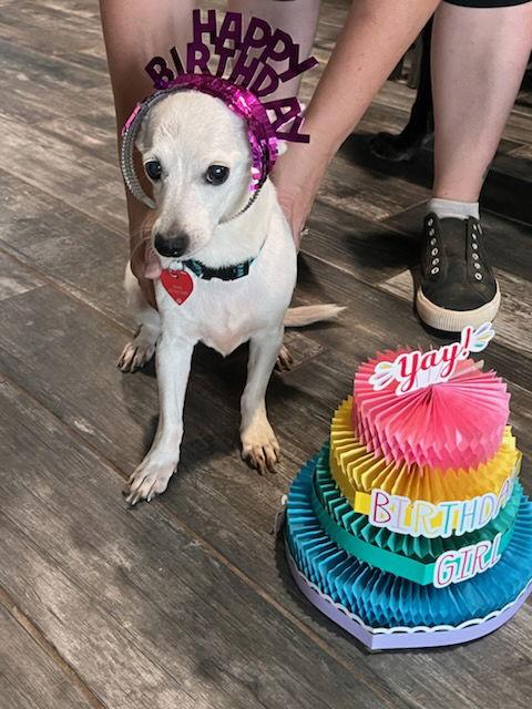 Enlarge PENNY #8, a Adoptable Chihuahua in Chandler, AZ image 2/2