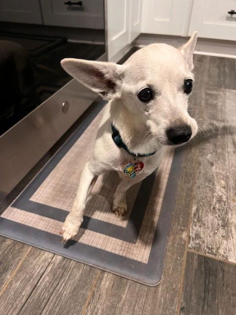 Enlarge PENNY #8, a Adoptable Chihuahua in Chandler, AZ image 1/2