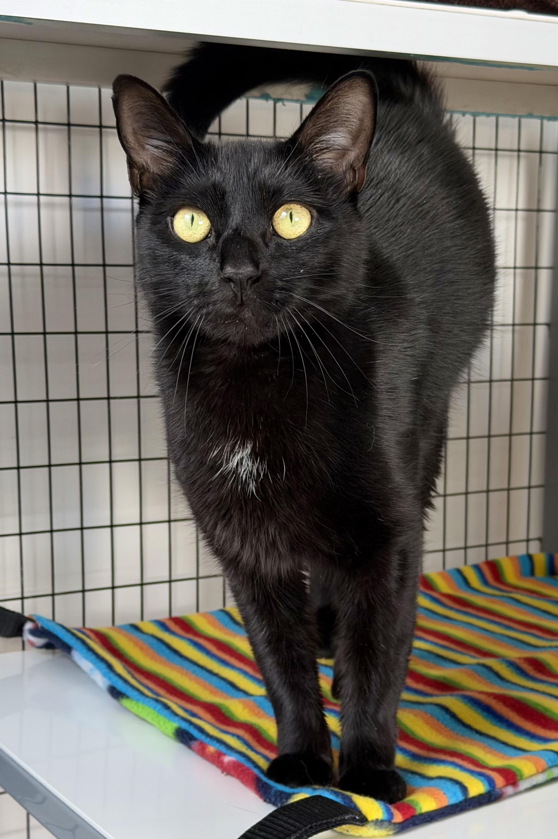 Enlarge Archie, an adopted American Shorthair in Hull, MA image 4/5