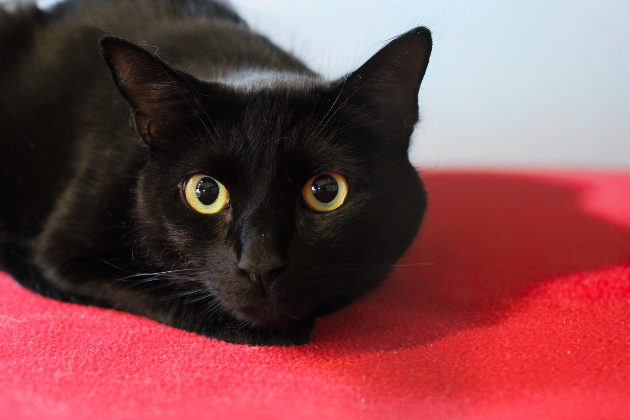 Enlarge Archie, an adopted American Shorthair in Hull, MA image 2/5