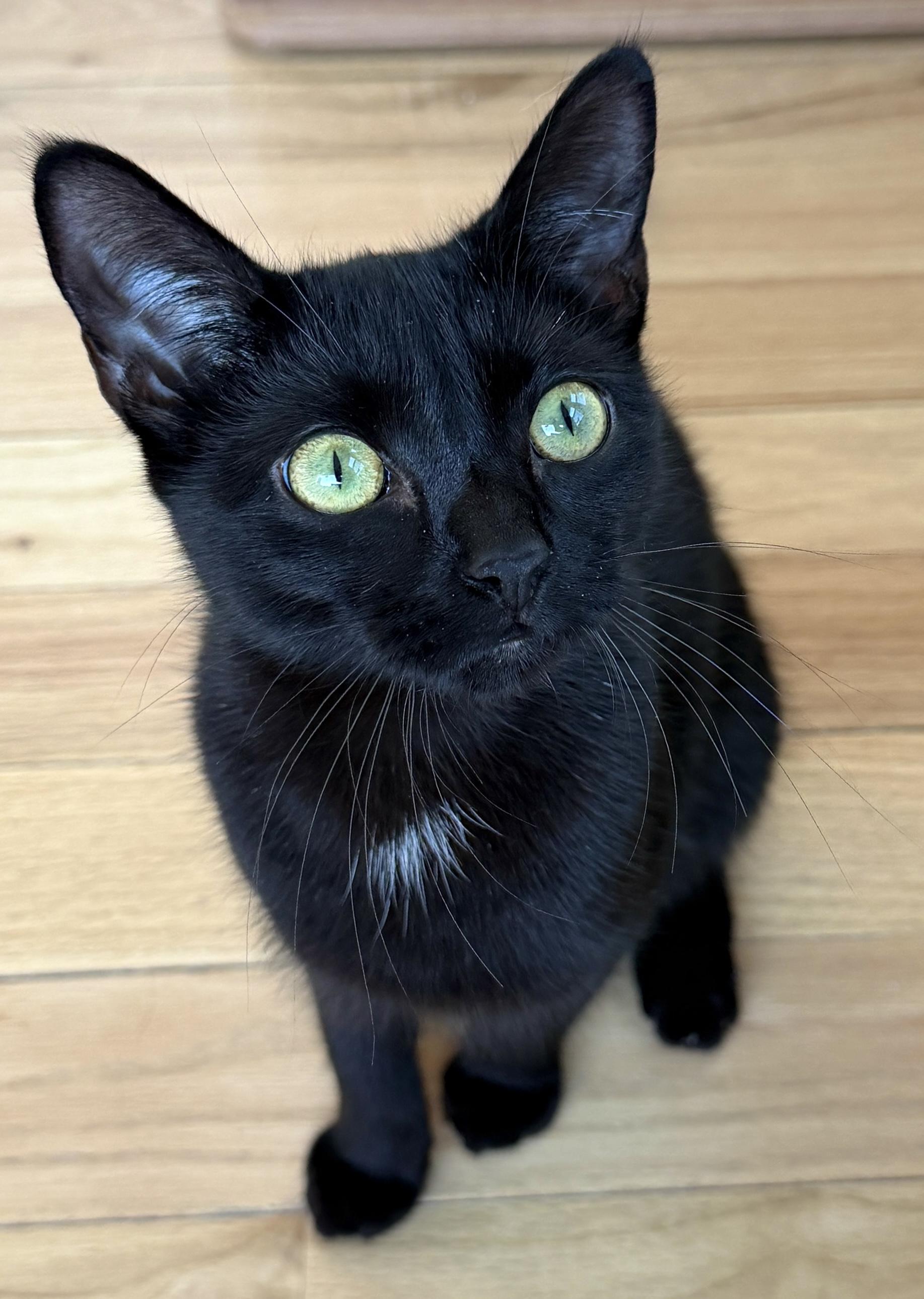 Enlarge Archie, an adopted American Shorthair in Hull, MA image 3/5