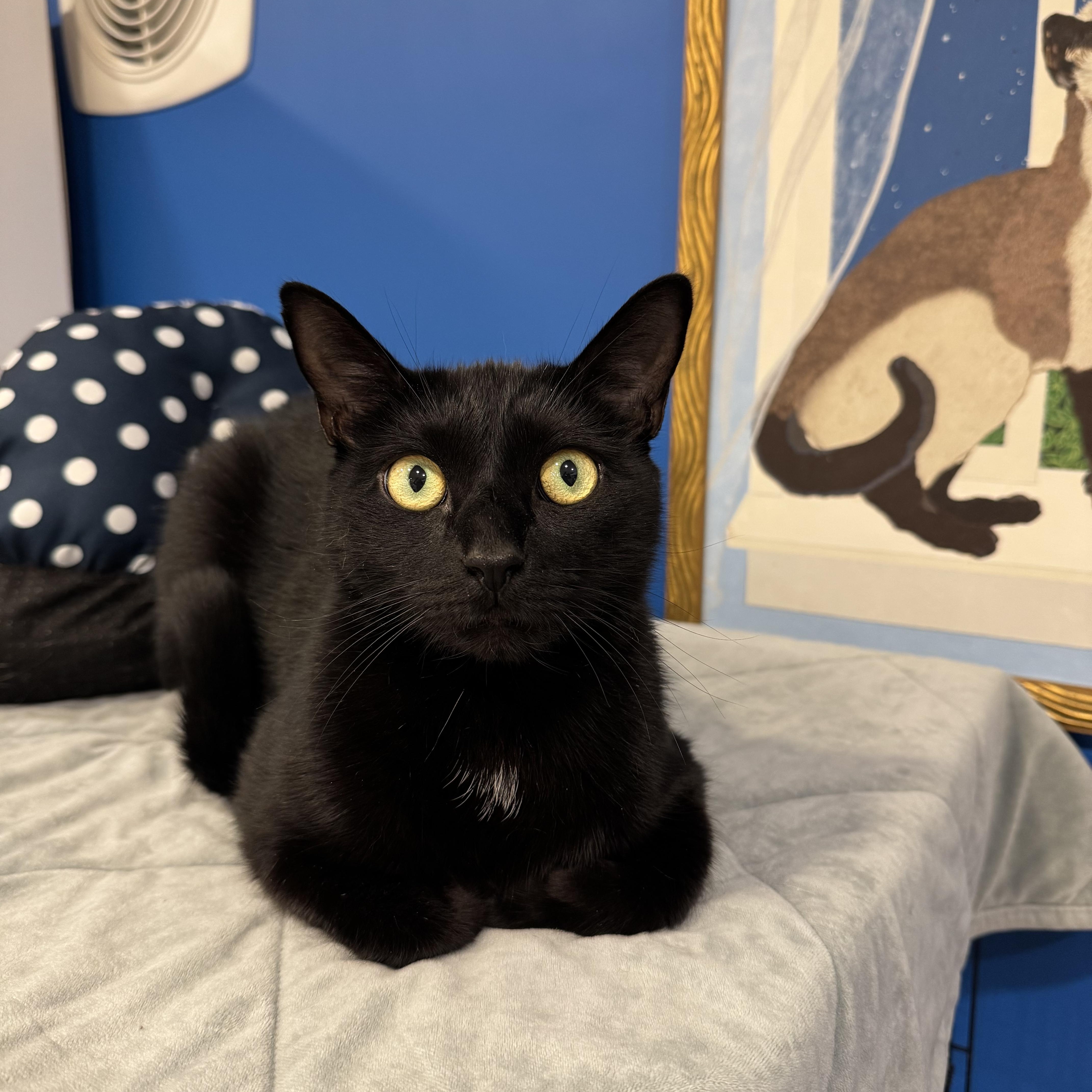 Enlarge Archie, an adopted American Shorthair in Hull, MA image 1/5