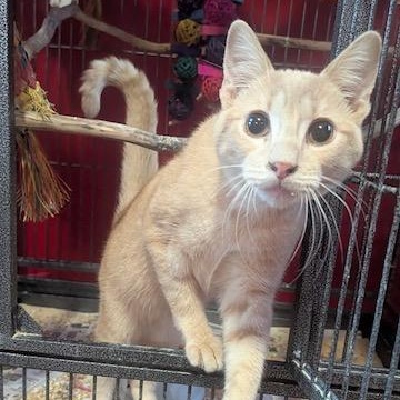 Eastie, a Adoptable Domestic Short Hair in Hudsonville, MI image 1/4