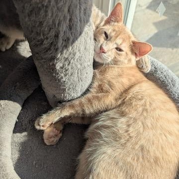 Eastie, a Adoptable Domestic Short Hair in Hudsonville, MI image 2/4