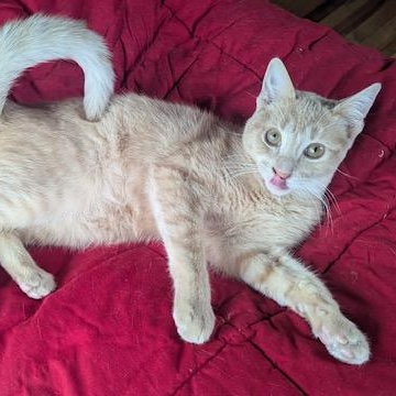 Eastie, a Adoptable Domestic Short Hair in Hudsonville, MI image 3/4