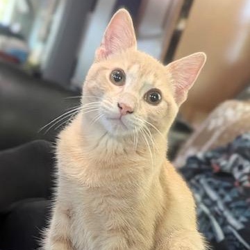 Eastie, a Adoptable Domestic Short Hair in Hudsonville, MI image 4/4