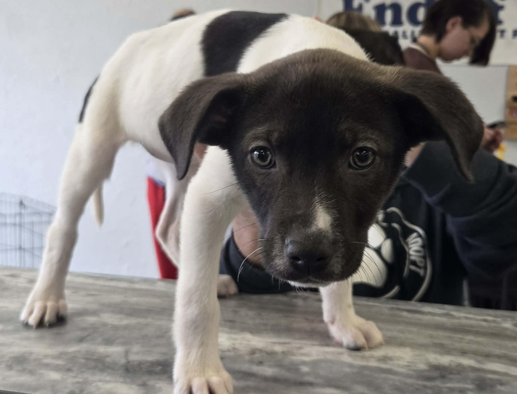 Enlarge Burrata the lab mix puppy, a Adoptable mixed breed in Muskego, WI image 5/6