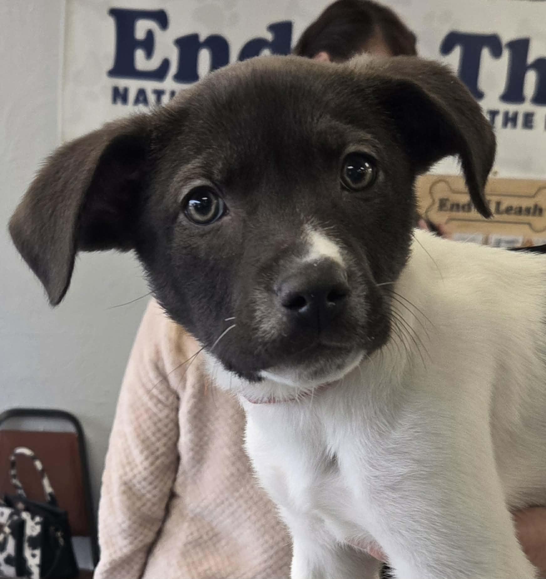 Enlarge Burrata the lab mix puppy, a Adoptable mixed breed in Muskego, WI image 6/6
