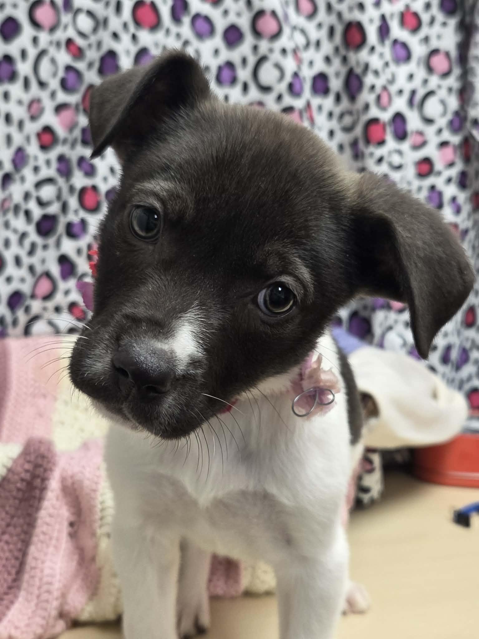 Enlarge Burrata the lab mix puppy, a Adoptable mixed breed in Muskego, WI image 4/5