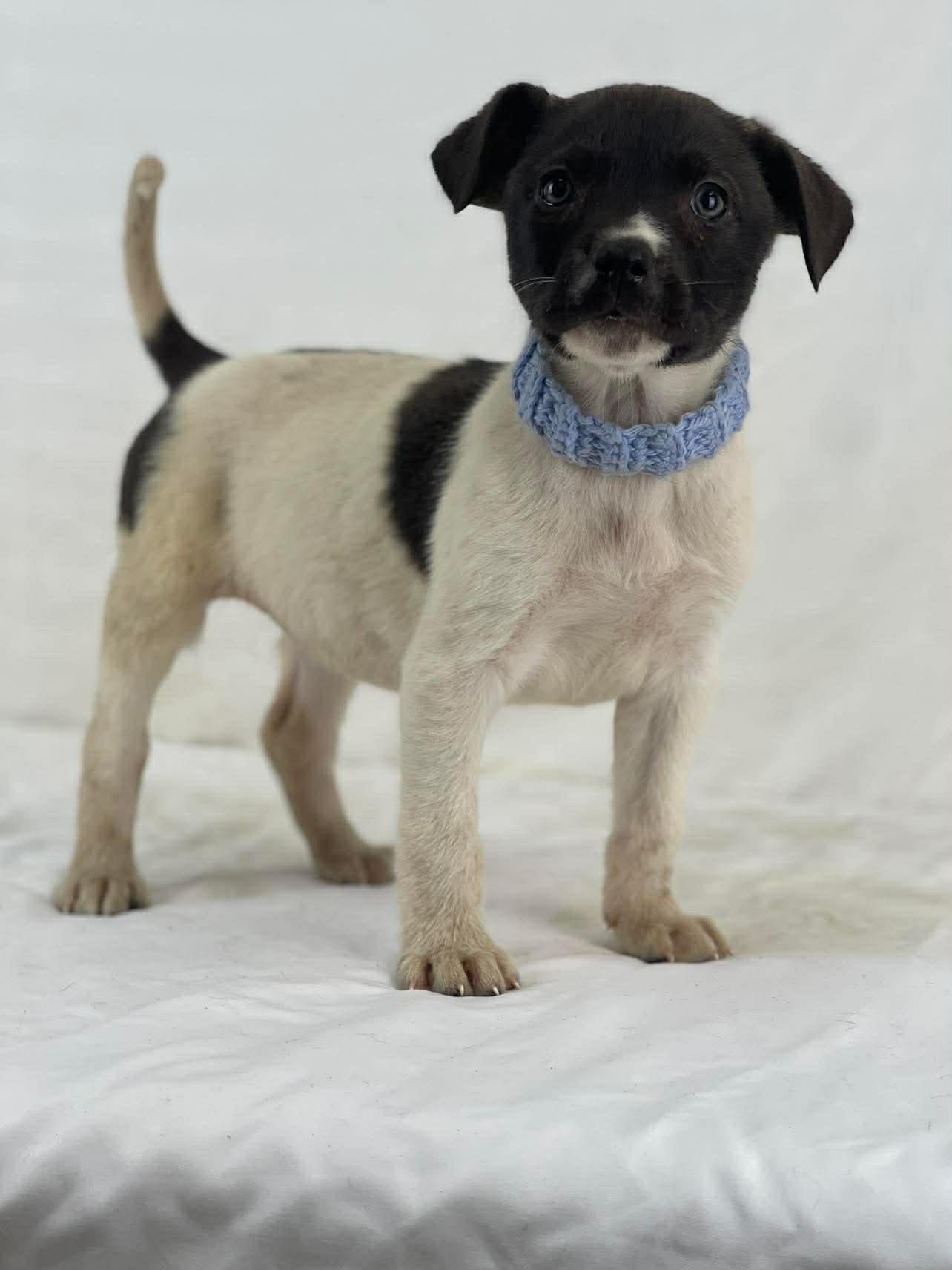 Enlarge Burrata the lab mix puppy, a Adoptable mixed breed in Muskego, WI image 2/5