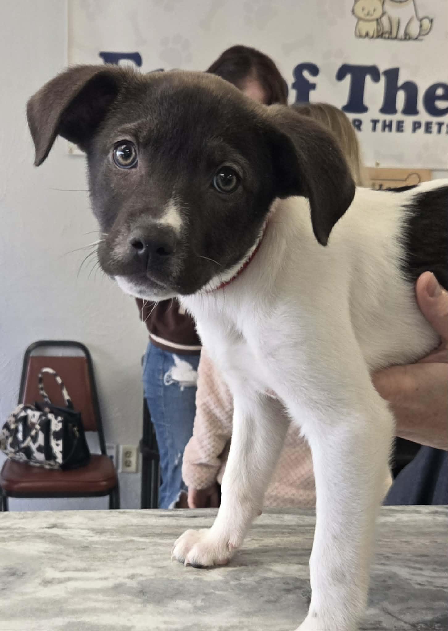 Burrata the lab mix puppy, Adoptable, Puppy Female Labrador Retriever & Australian Shepherd.