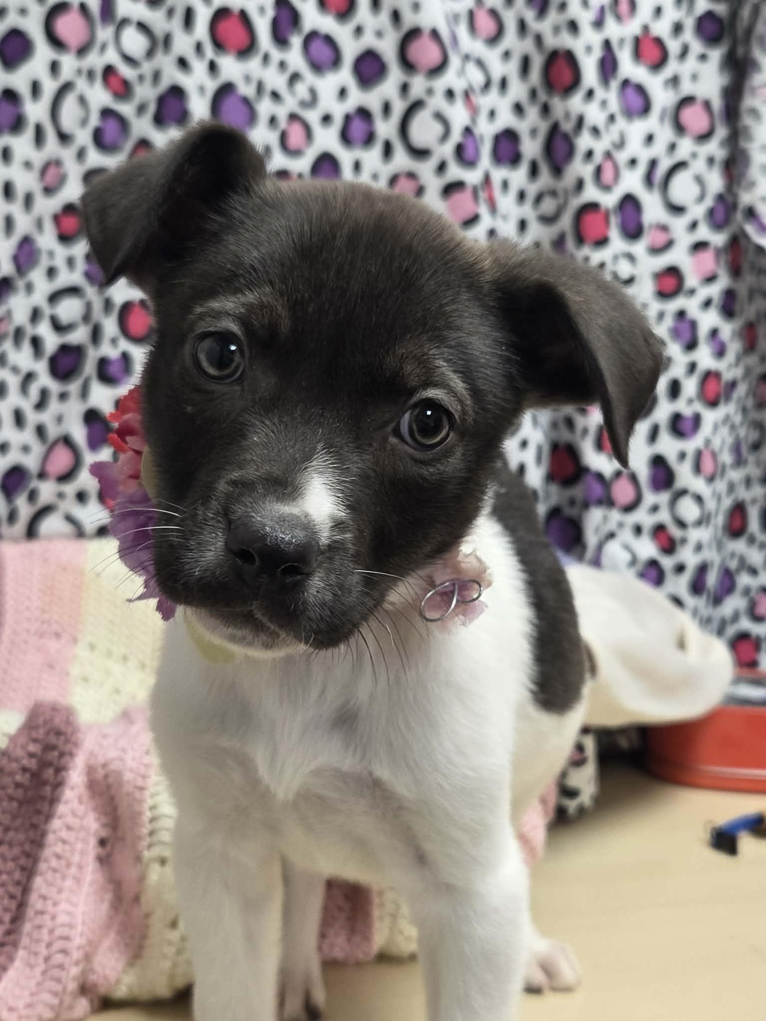 Burrata the lab mix puppy, Adoptable, Puppy Female Labrador Retriever & Australian Shepherd.