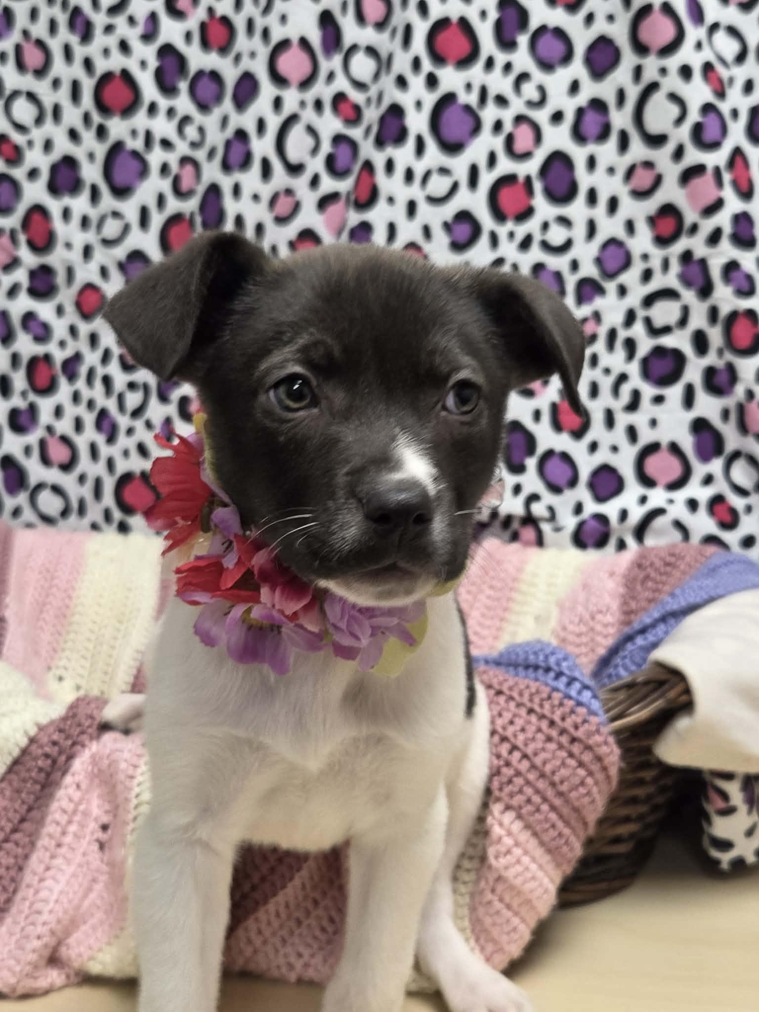 Enlarge Burrata the lab mix puppy, a Adoptable mixed breed in Muskego, WI image 5/5