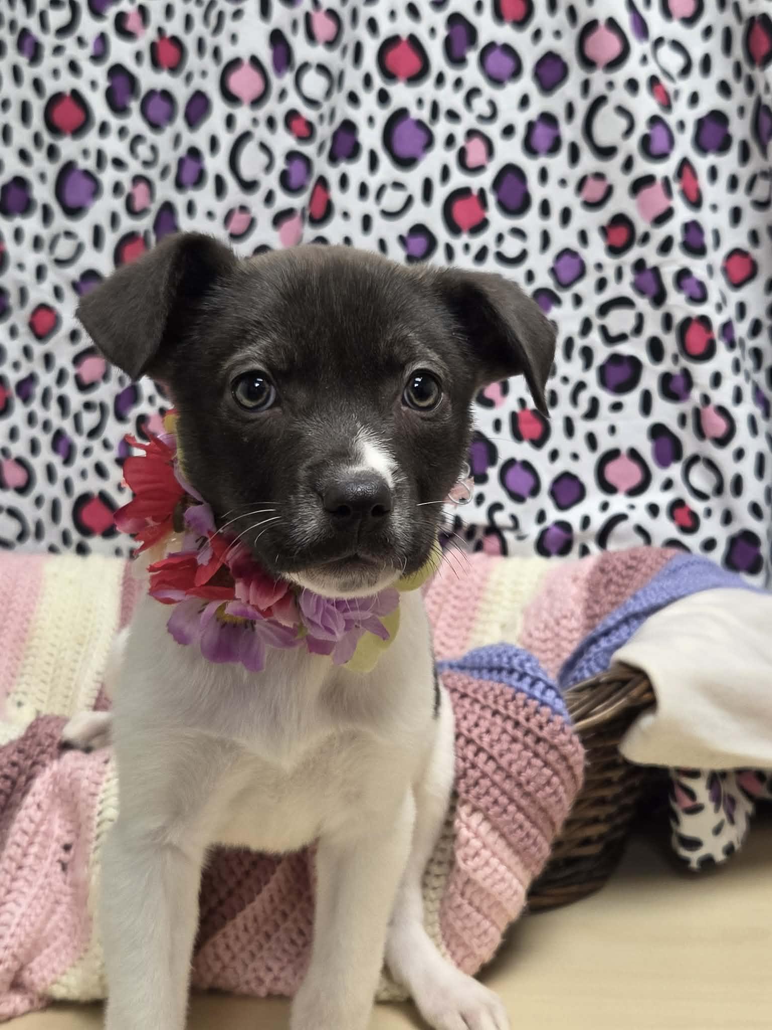 Enlarge Burrata the lab mix puppy, a Adoptable mixed breed in Muskego, WI image 3/5