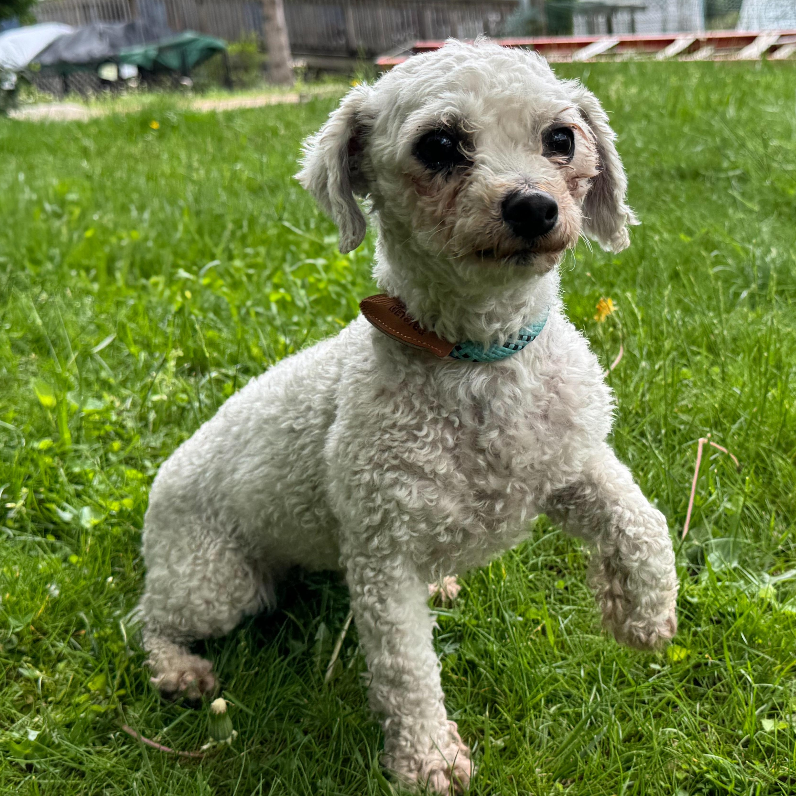 Marmot, Adult Female Bichon Frise