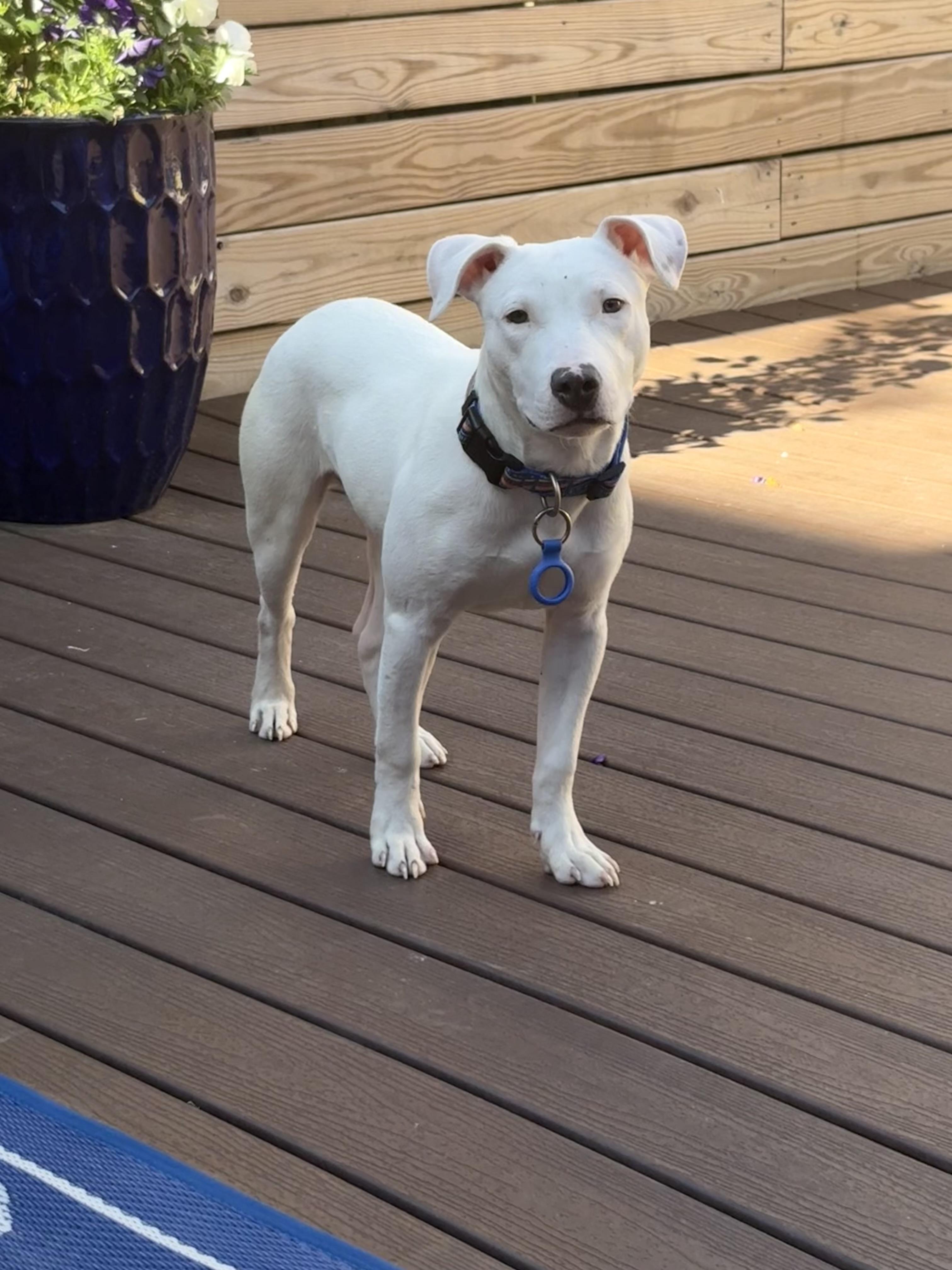 Enlarge Boo, a ADOPTABLE mixed breed in Washington, DC image 1/5