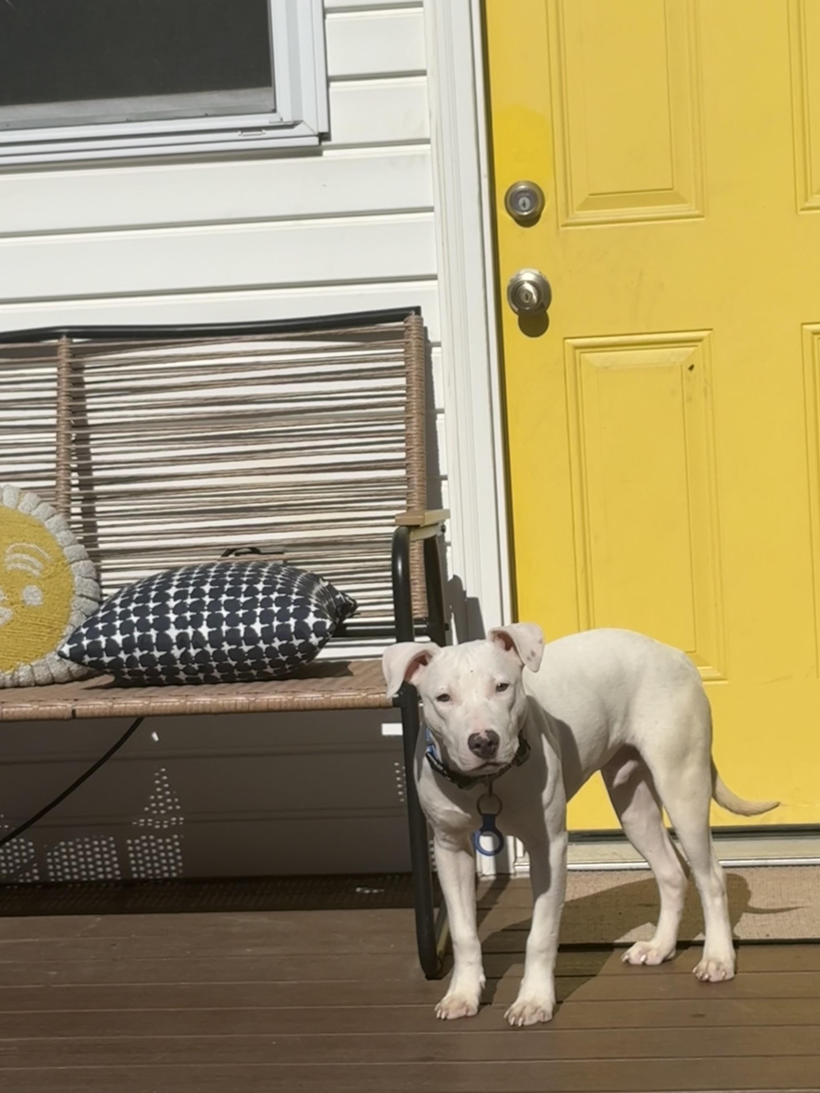 Enlarge Boo, a ADOPTABLE mixed breed in Washington, DC image 4/5