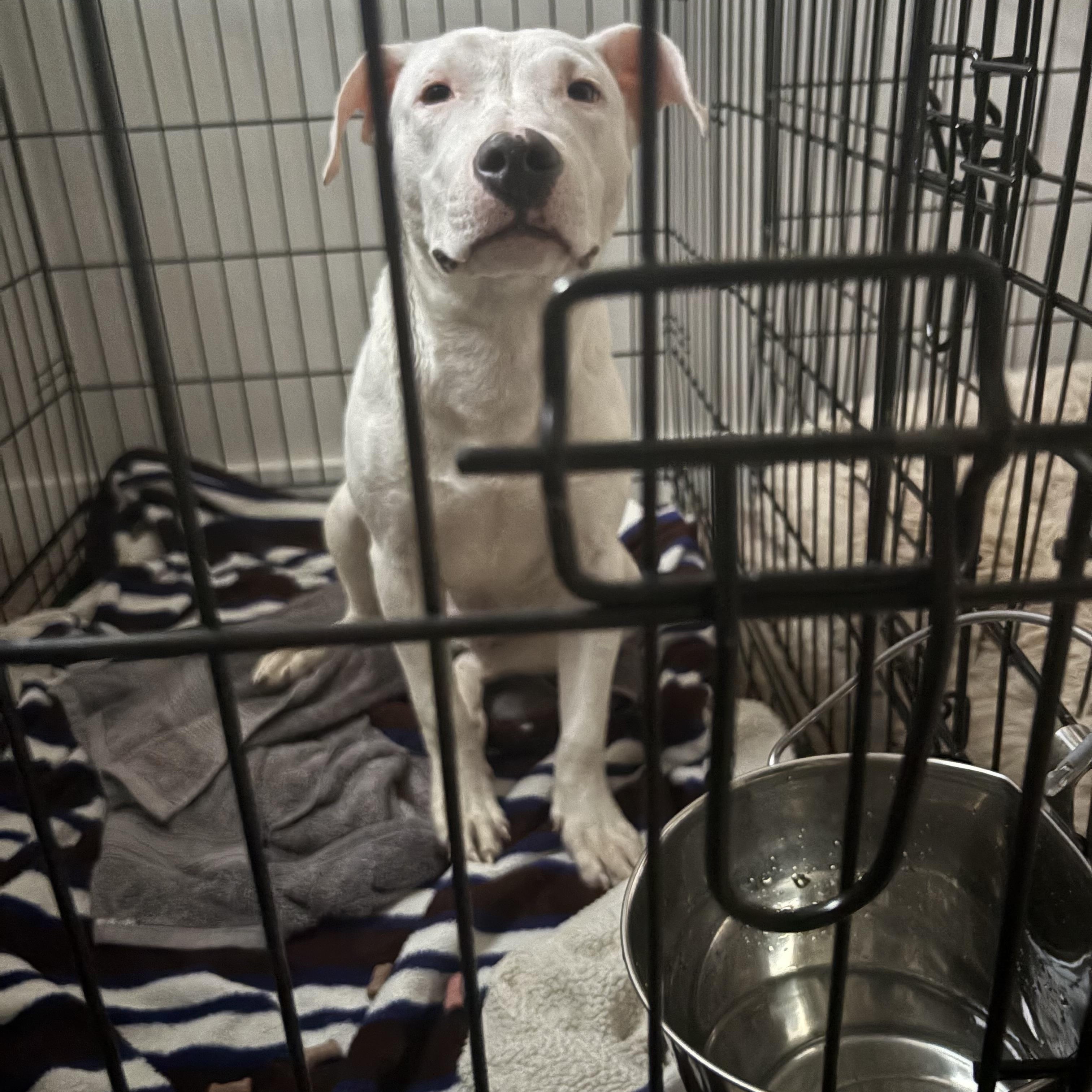 Enlarge Boo, a ADOPTABLE mixed breed in Washington, DC image 3/5