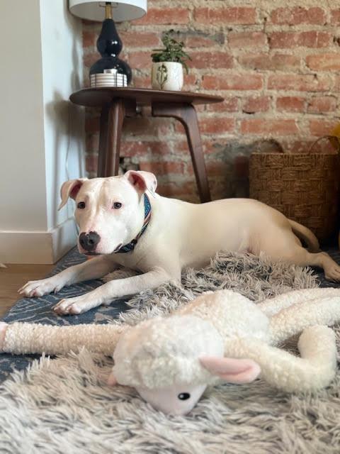 Boo, a ADOPTABLE mixed breed in Washington, DC image 2/5