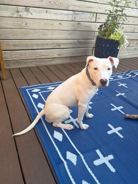 Boo, a ADOPTABLE mixed breed in Washington, DC image 5/5