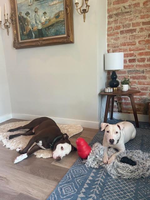 Boo, a ADOPTABLE mixed breed in Washington, DC image 4/5
