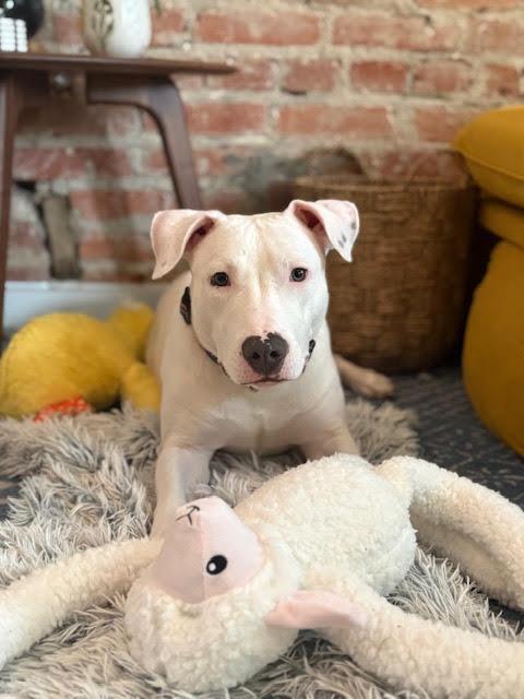 Boo, ADOPTABLE, Puppy Male Pit Bull Terrier.
