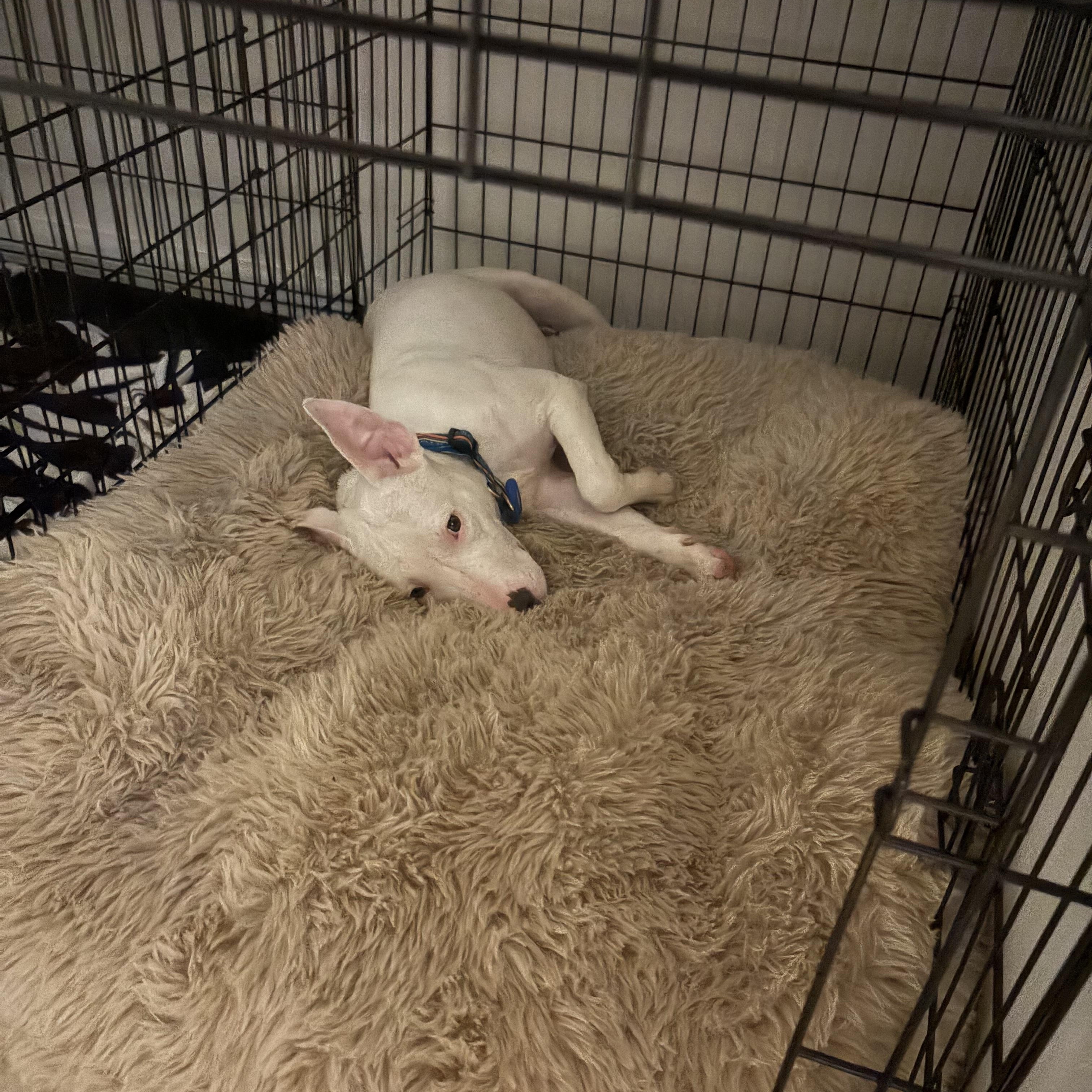 Enlarge Boo, a ADOPTABLE mixed breed in Washington, DC image 5/5