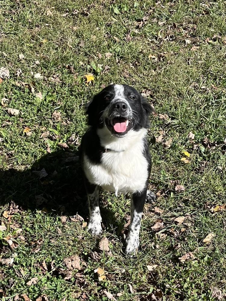 Remington, Adopted, Adult Male Border Collie.