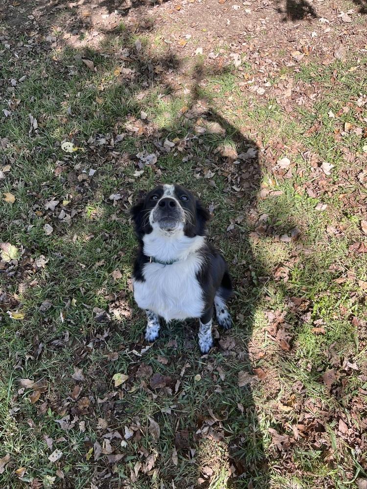 Remington, a Adopted Border Collie in Osgood, IN image 3/6