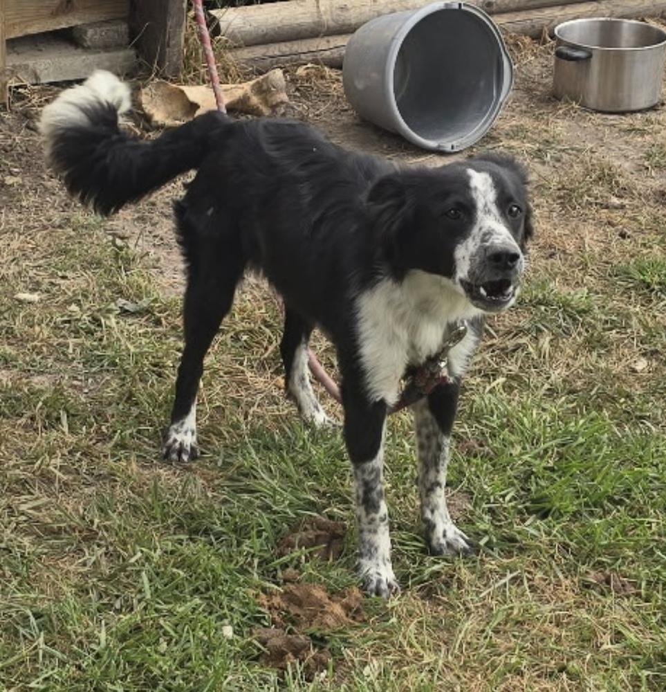 Remington, a Adopted Border Collie in Osgood, IN image 4/6