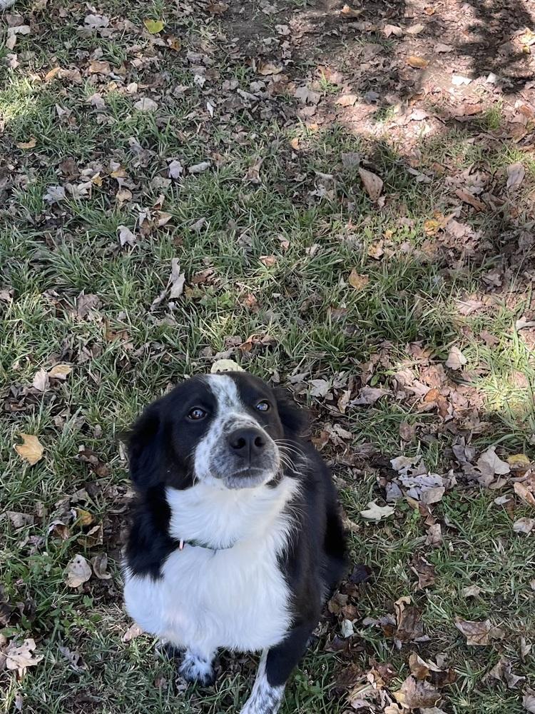 Remington, a Adopted Border Collie in Osgood, IN image 5/6