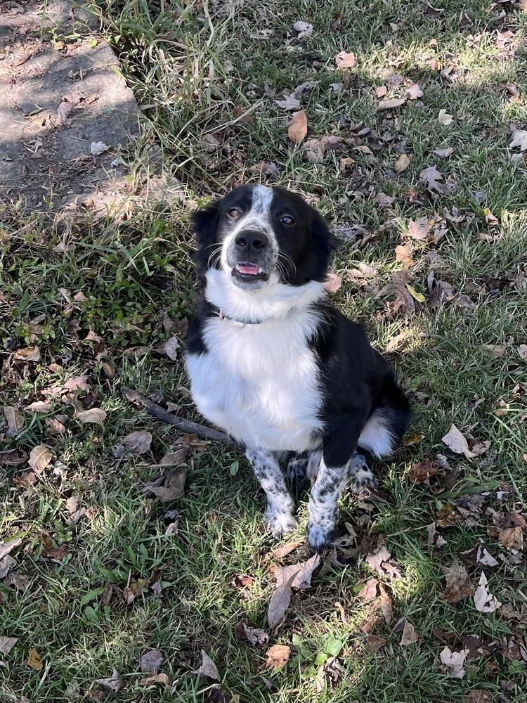 Remington, a Adopted Border Collie in Osgood, IN image 6/6