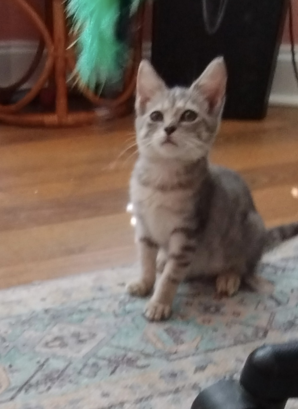 Hera, Adoptable, Young Female Domestic Short Hair.