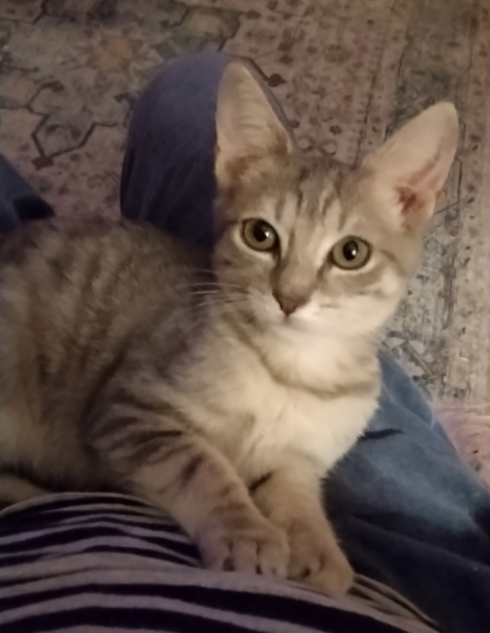 Hera, a Adoptable Domestic Short Hair in Myrtle Beach, SC image 2/4