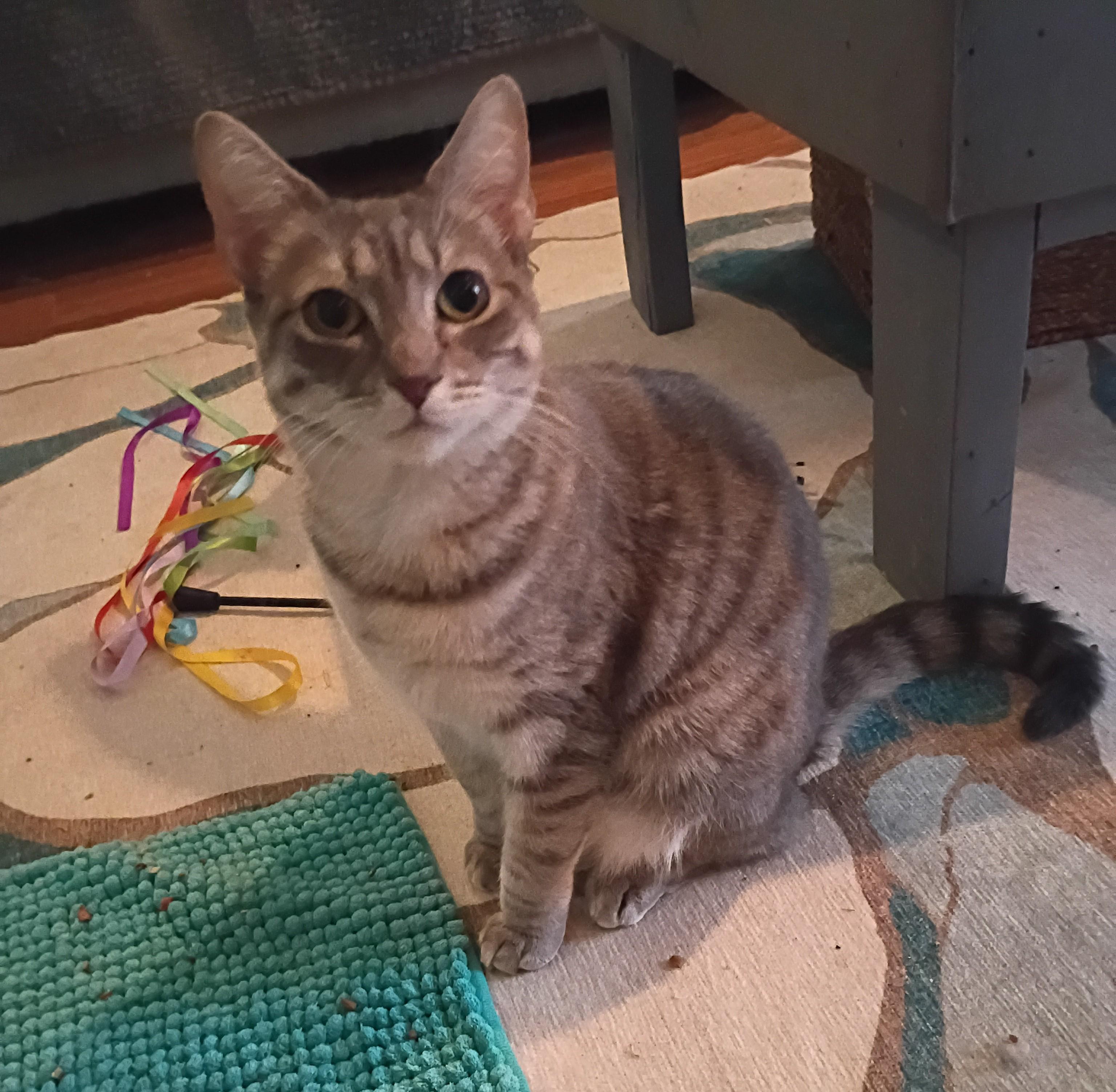 Enlarge Hera, a Adoptable Domestic Short Hair in Myrtle Beach, SC image 4/4