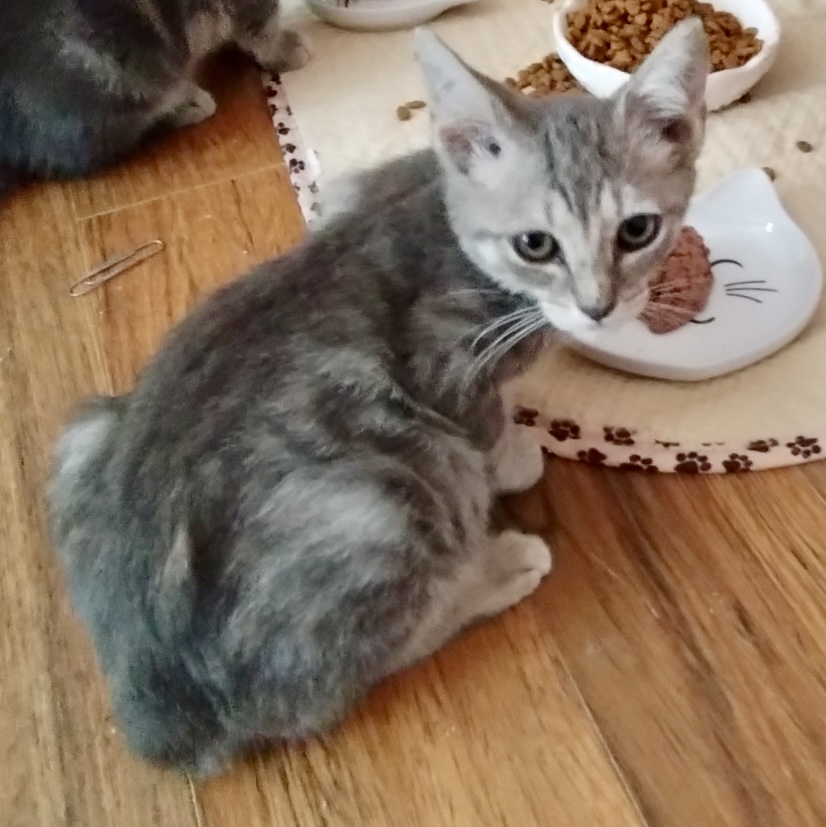 Hera, a Adoptable Domestic Short Hair in Myrtle Beach, SC image 3/4