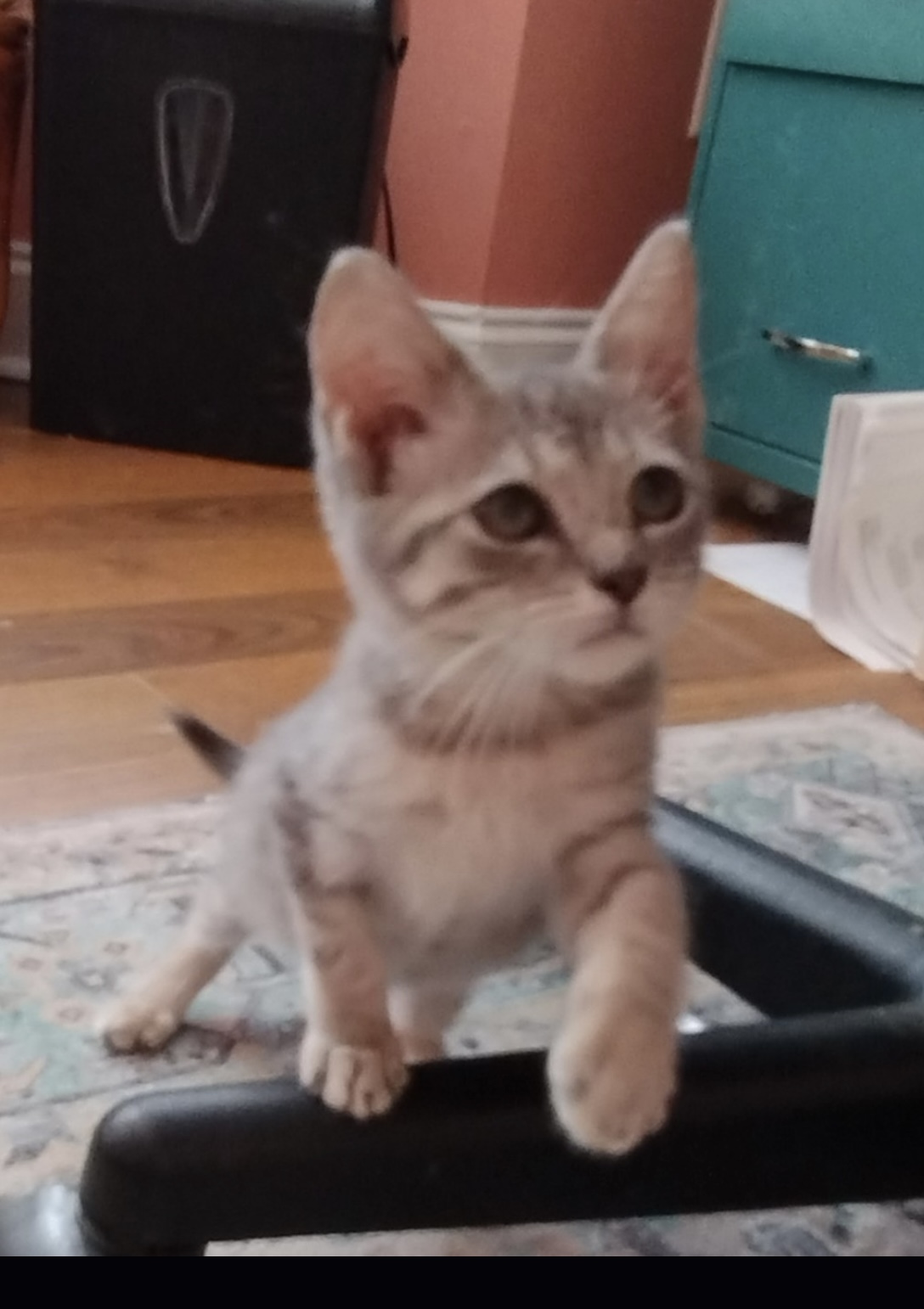 Hera, a Adoptable Domestic Short Hair in Myrtle Beach, SC image 4/4