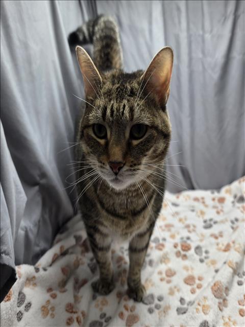 Enlarge A119541, a Adoptable Domestic Short Hair in Appling, GA image 1/1